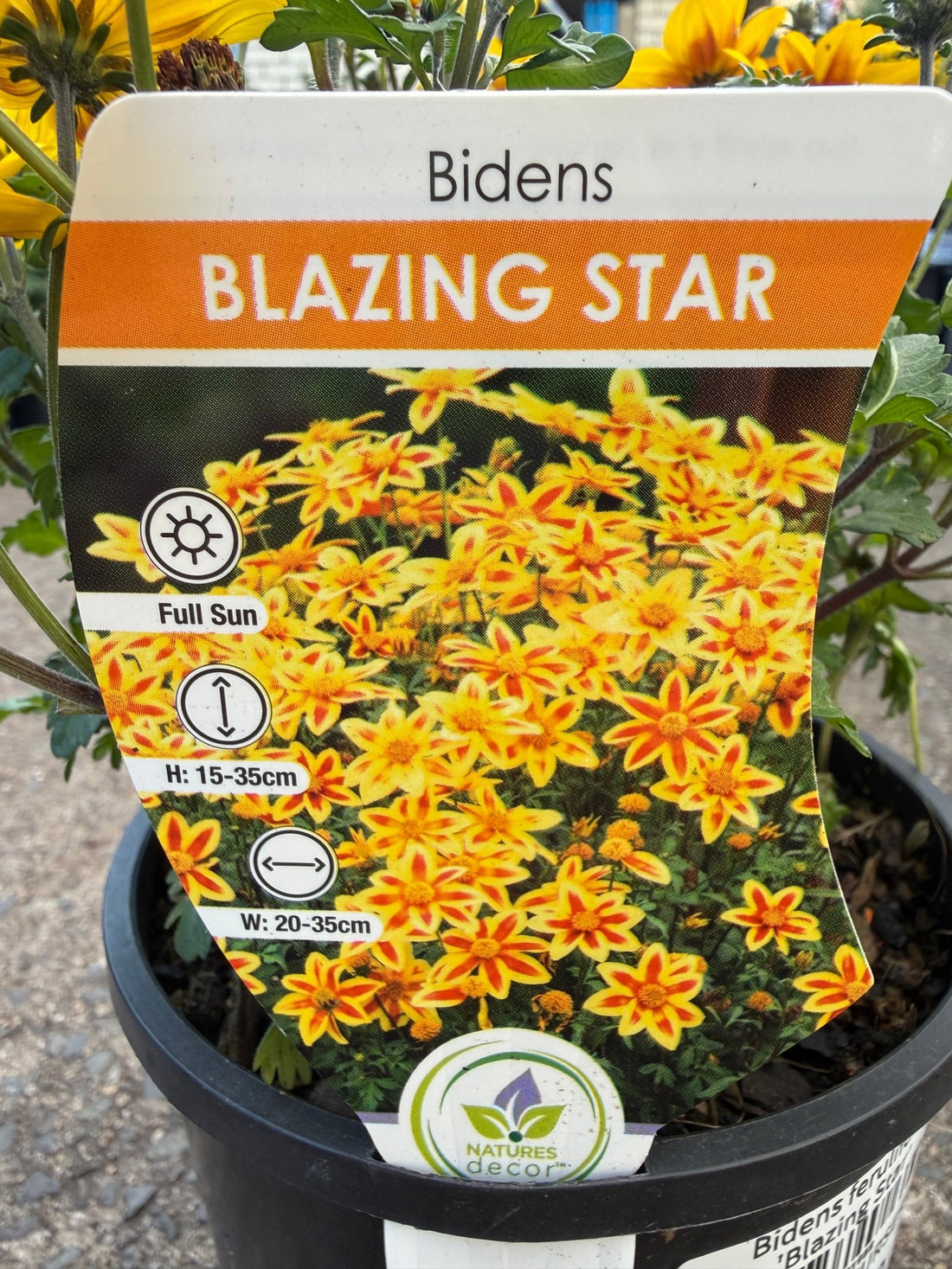 Bidens ferulifolia 'Blazing Star' - Ladybird Nursery