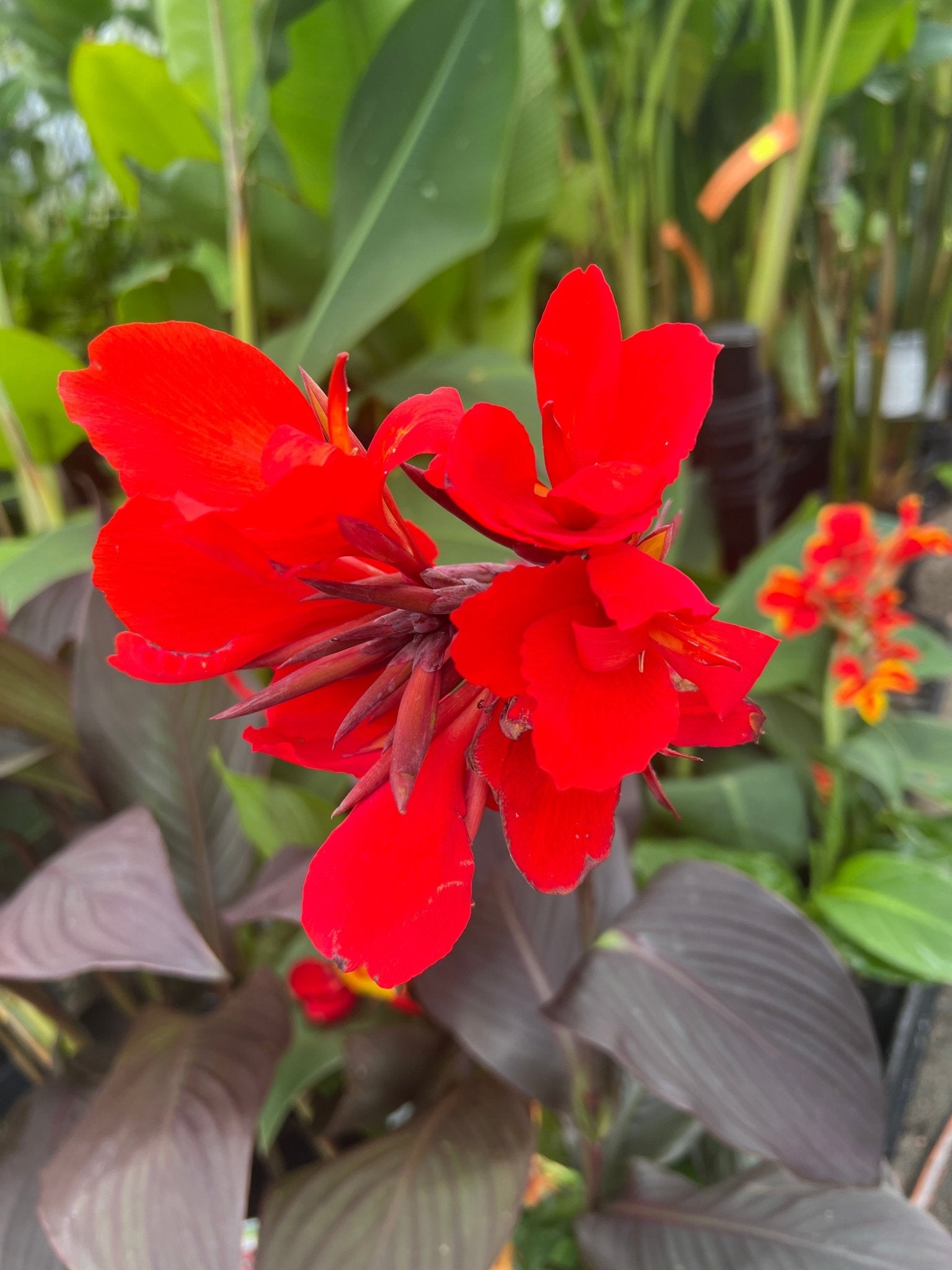 Canna South Pacific Bronze Scarlet (Canna) - Ladybird Nursery