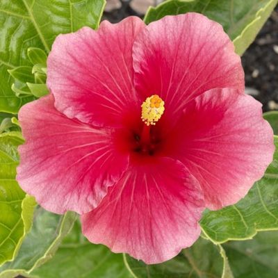 Hibiscus Flamenco™ Adonicus Red - Ladybird Nursery