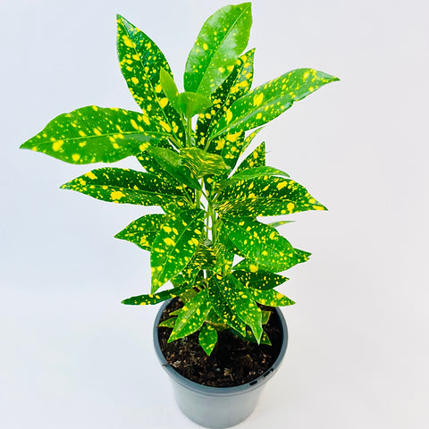 Croton 'Mad Painter' (Codiaeum variegatum) - Medium