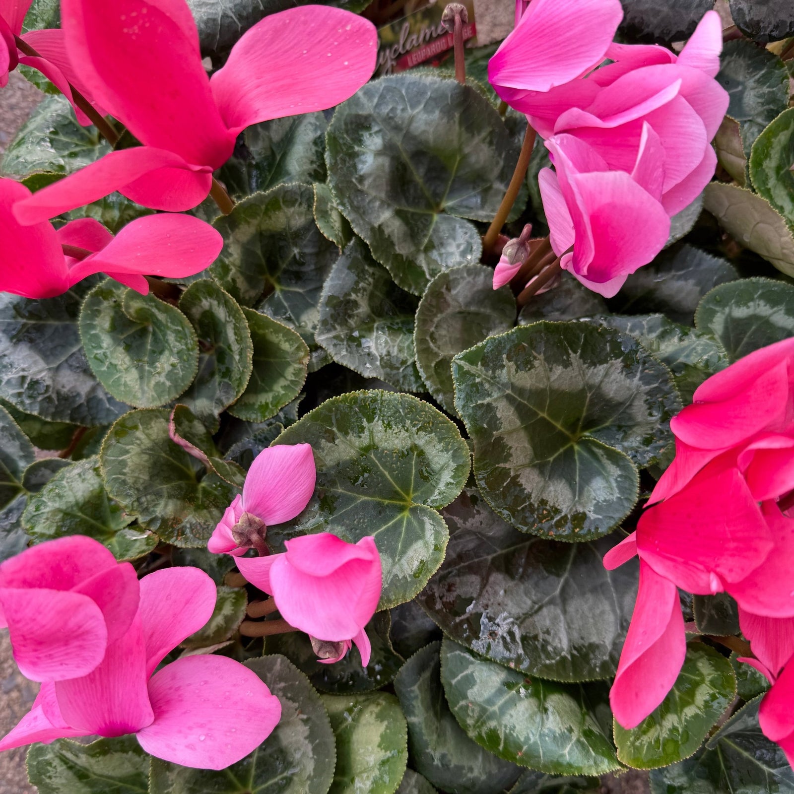 Cyclamen Leopardo Large 'Pink' - Ladybird Nursery