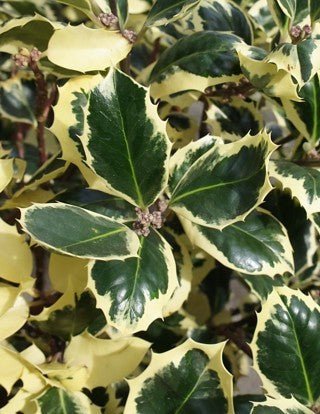 Holly Silver Queen (Ilex aquifolium) - Ladybird Nursery