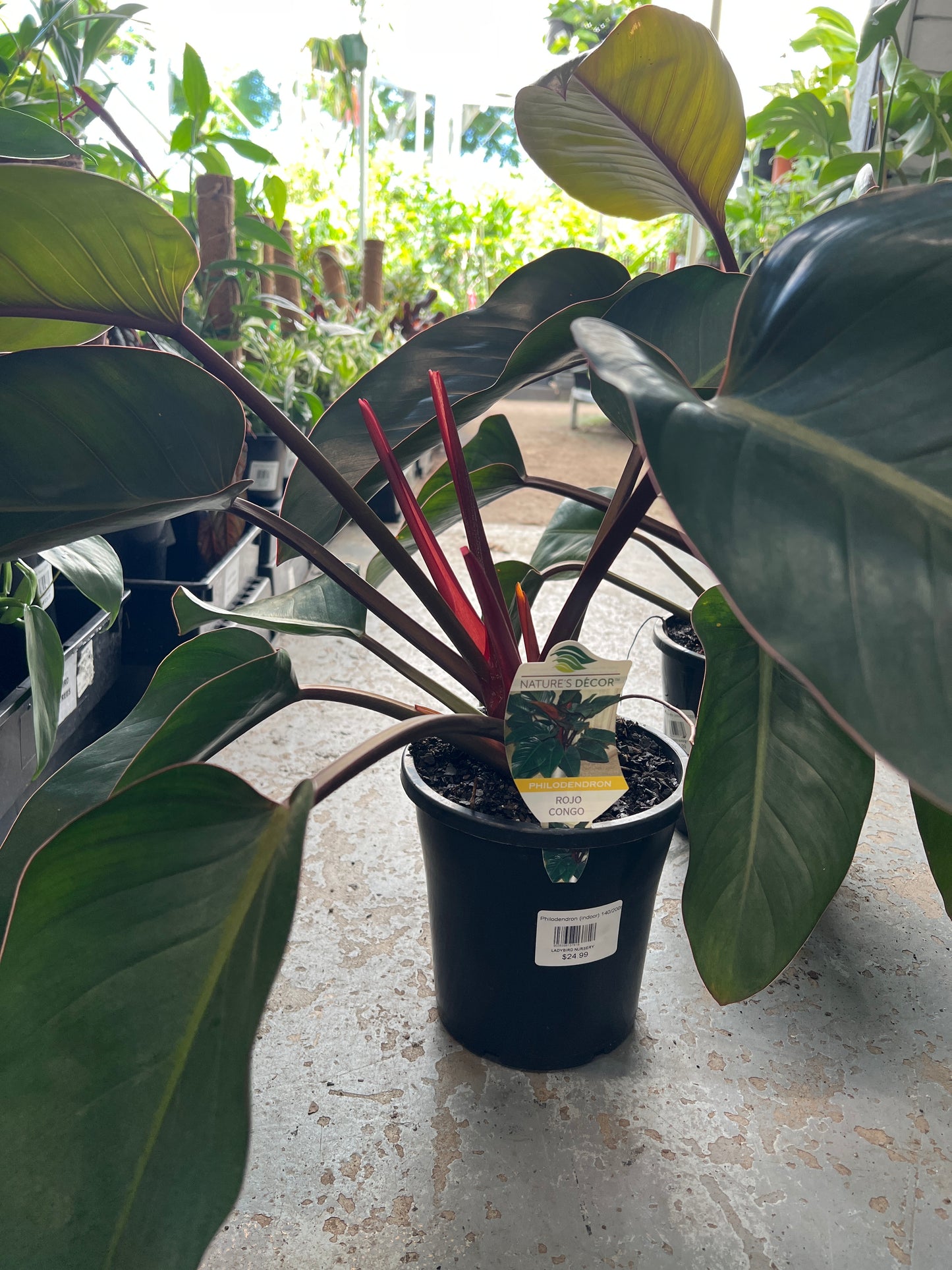 Philodendron 'Rojo Congo'