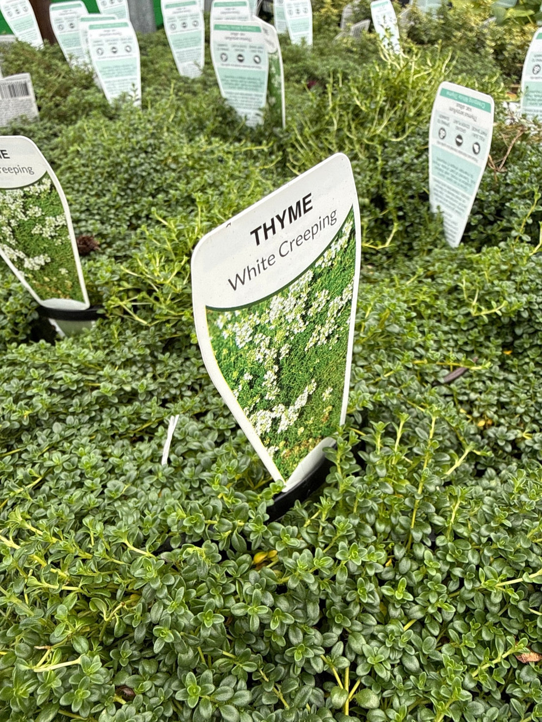 Creeping Thyme 'White' (Thymus serpyllum) - Ladybird Nursery