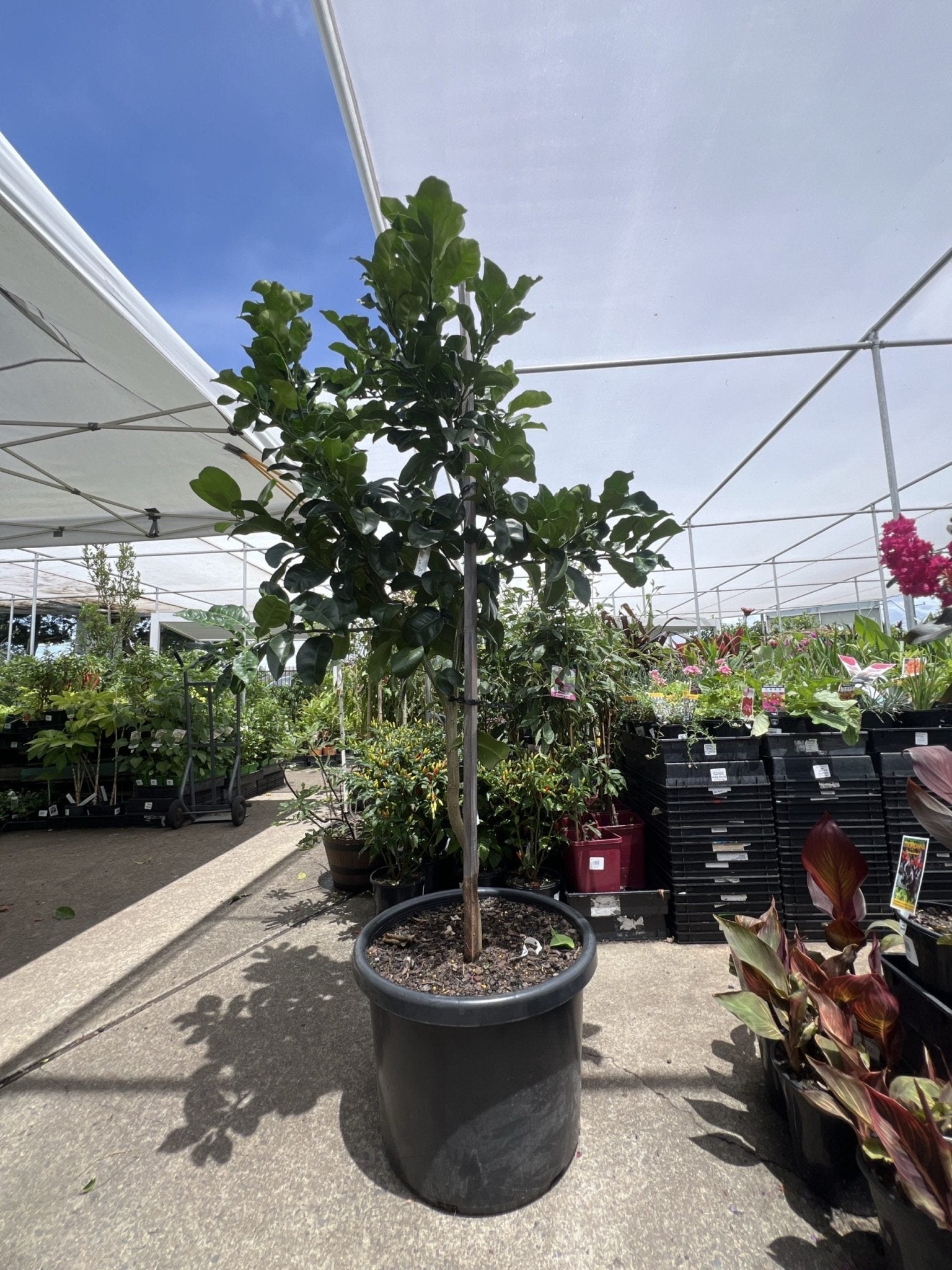 Pummelo K13 500mm PICK UP ONLY - Ladybird Nursery