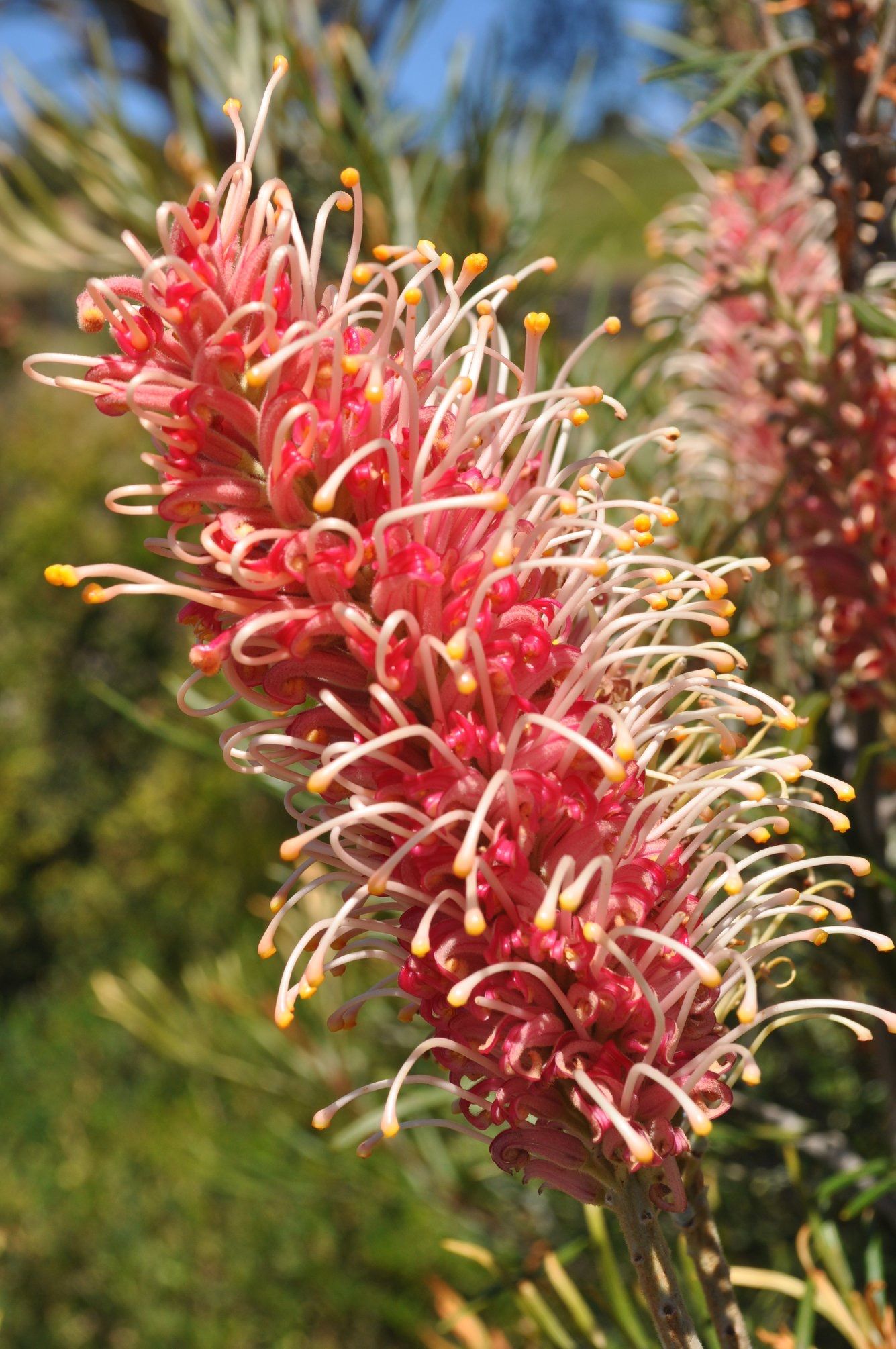 Grevillea Coastal Impressive
