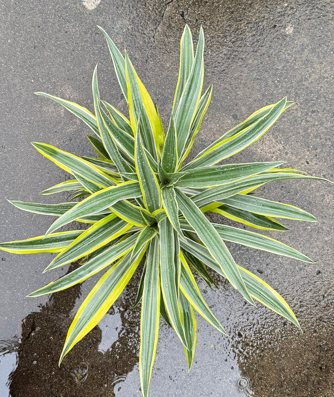 Dracaena 'Lemon Lime' Large