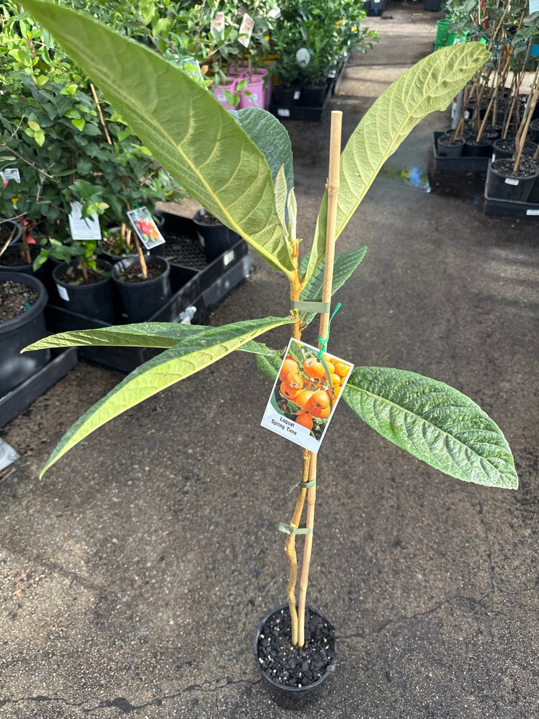 Loquat Springtime Seedling - Ladybird Nursery