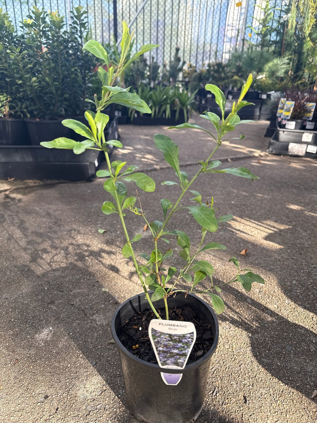Plumbago ‘Blue' - Ladybird Nursery