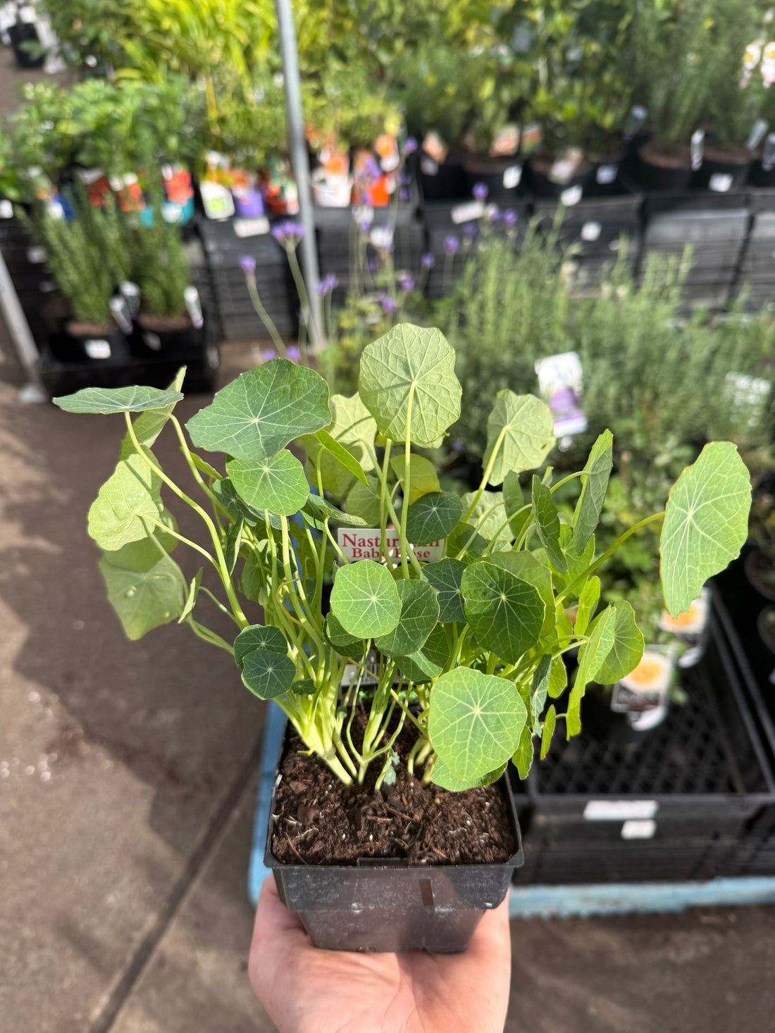 Nasturtium 'Baby Rose'