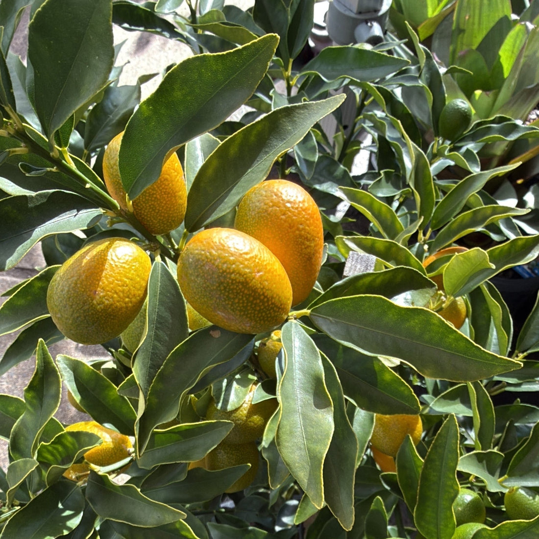 Kumquat 'Nagami' 300mm (PICKUP ONLY) - Ladybird Nursery