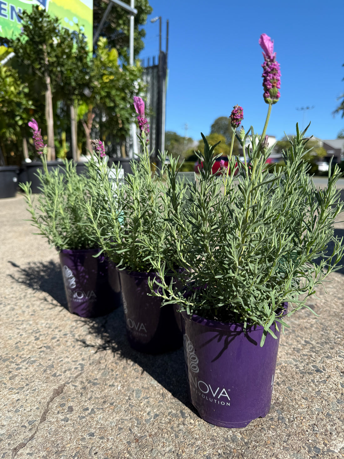 Lavender Fairy Wings 'Radiance'