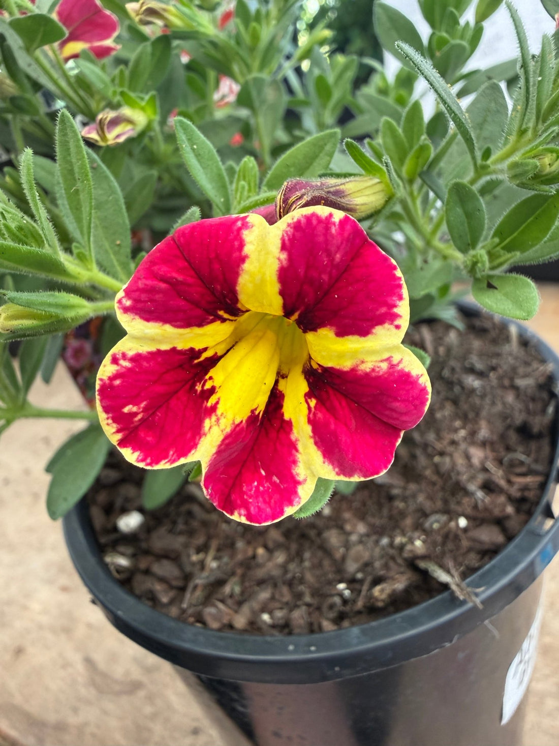 Calibrachoa 'Abstract Guava'