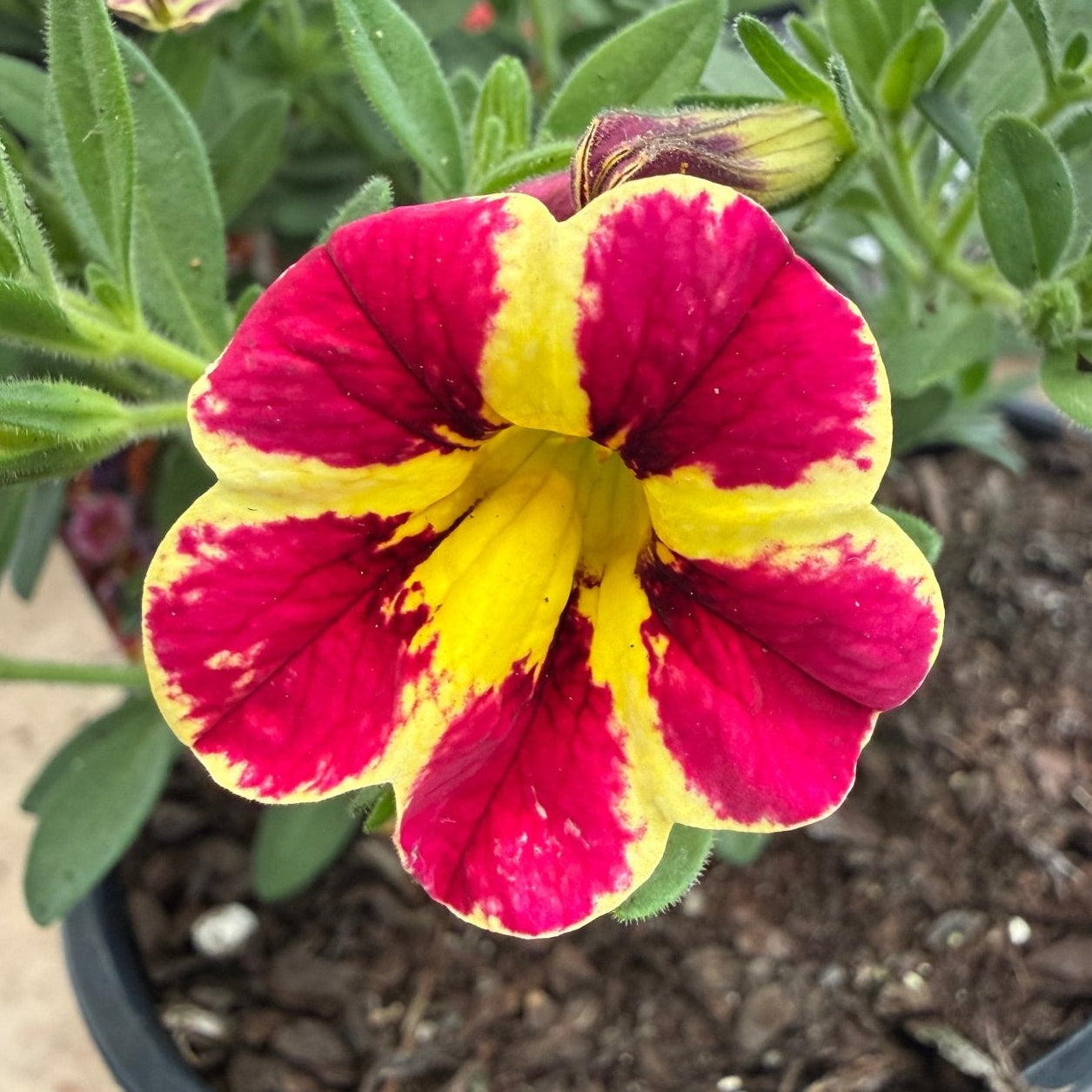 Calibrachoa 'Abstract Guava' - Ladybird Nursery