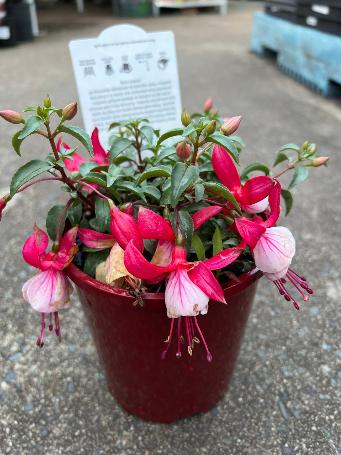 Fuchsia 'Bella Hilda' - Ladybird Nursery