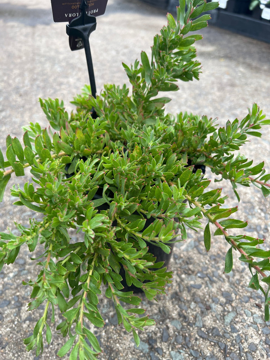Leucospermum heterophyllum 'Hullabaloo'