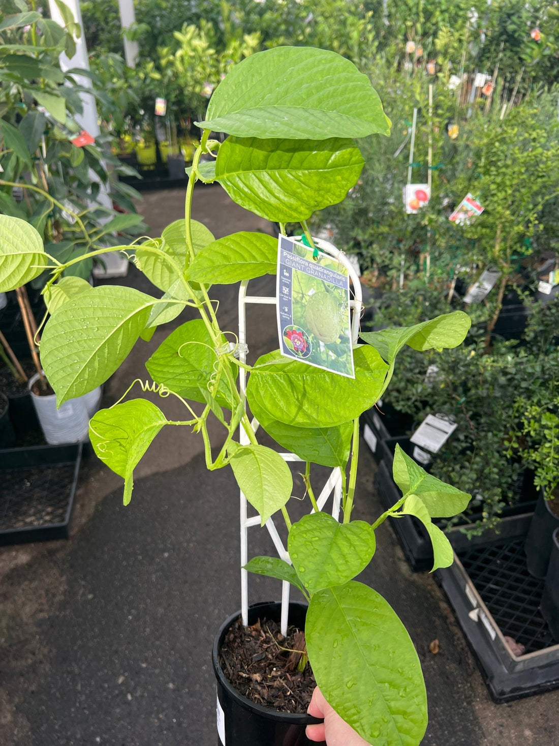 Passionfruit 'Giant Granadilla' - Ladybird Nursery