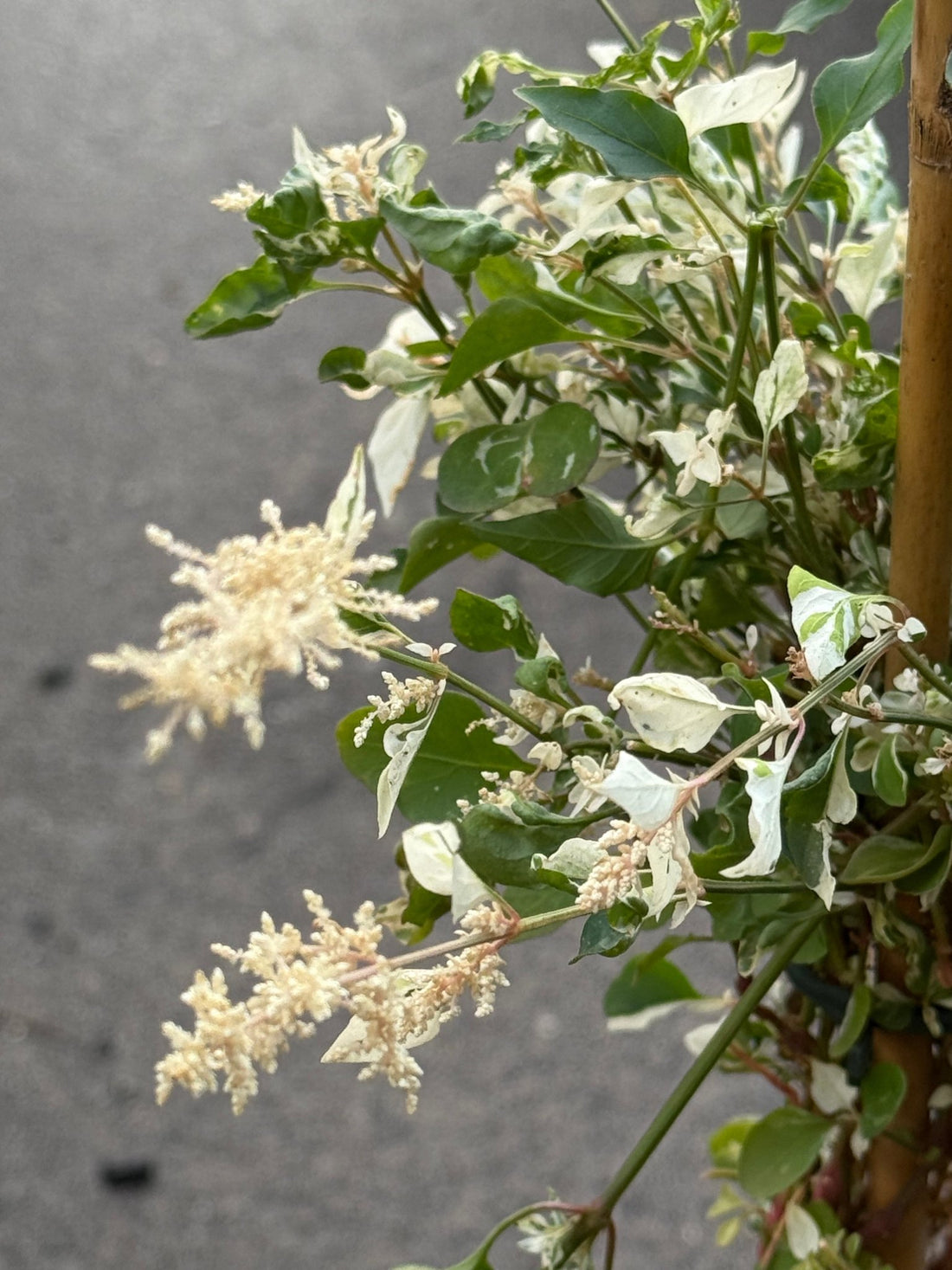Amaranthus 'Fluffy Duck' - Ladybird Nursery