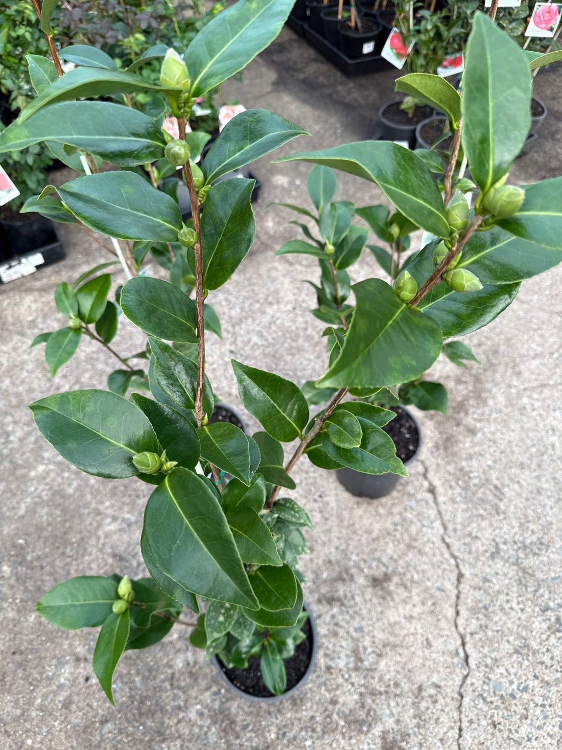 Camellia Pope John XXIII (Camellia japonica) - Ladybird Nursery