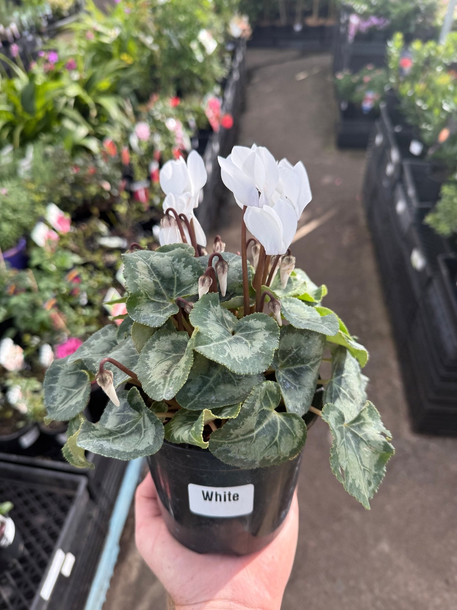 Cyclamen Dwarf 'White'