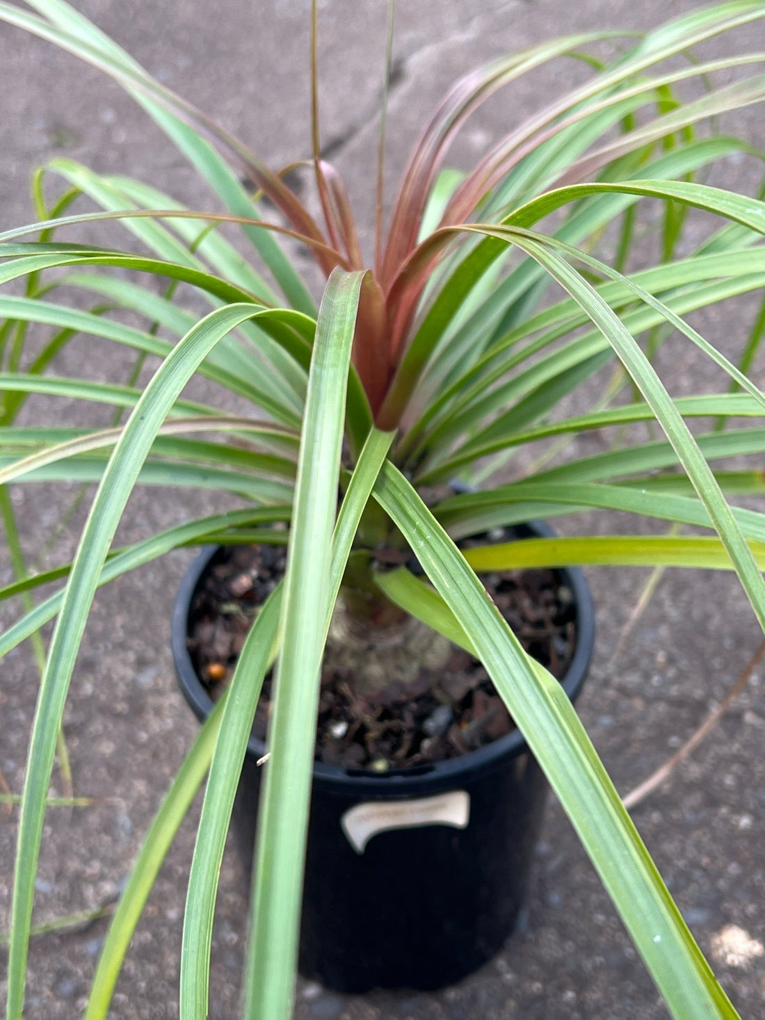 Pony Tail Palm (Beaucarnea recurvata) - Ladybird Nursery