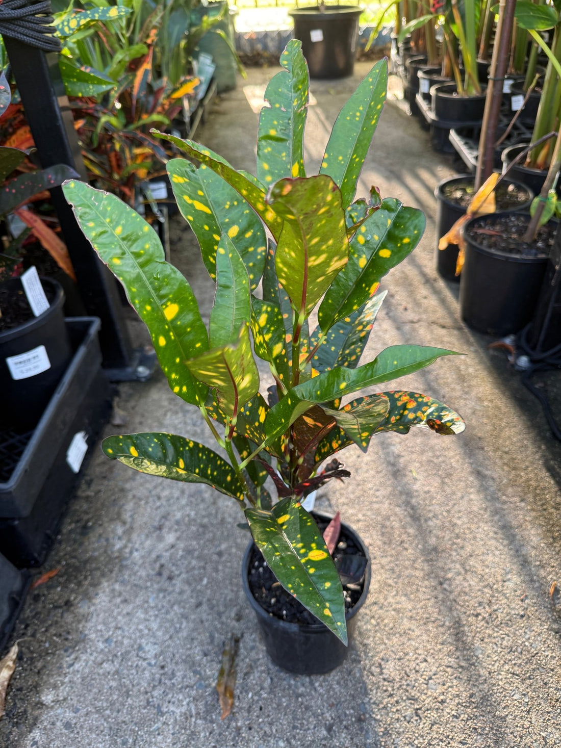 Croton 'Captain Kidd' - Ladybird Nursery