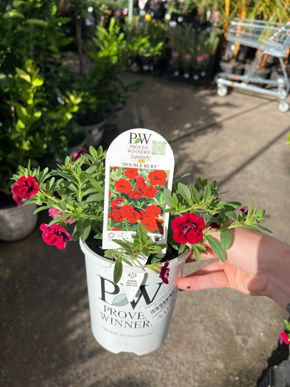 Calibrachoa Superbells® 'Double Ruby' - Ladybird Nursery