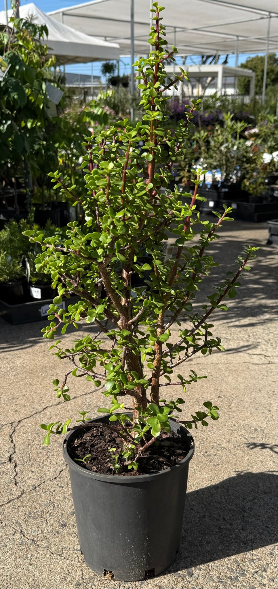 Jade Plant (Portulacaria Afra) - Ladybird Nursery