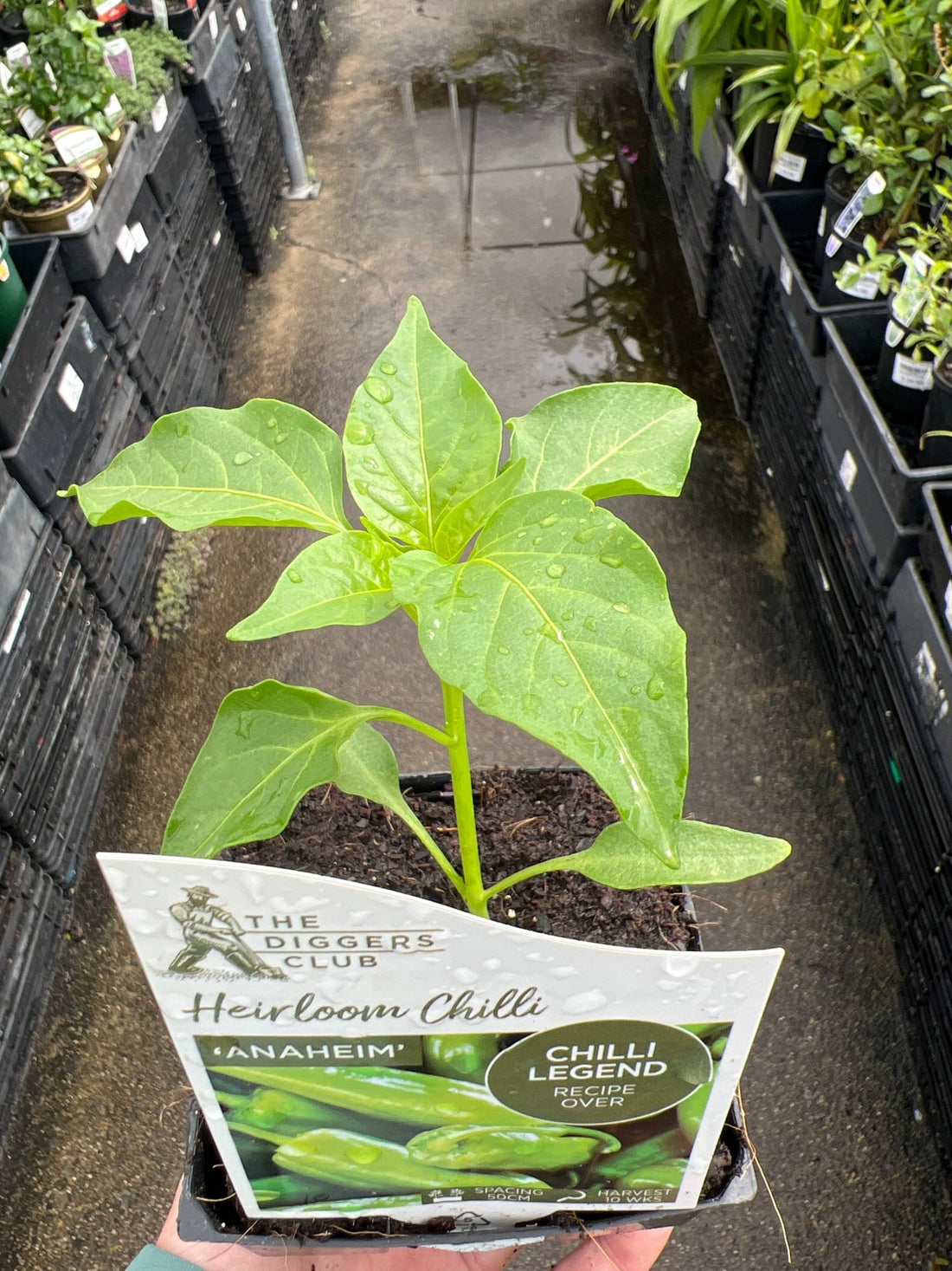 Chilli 'Anaheim' - Ladybird Nursery