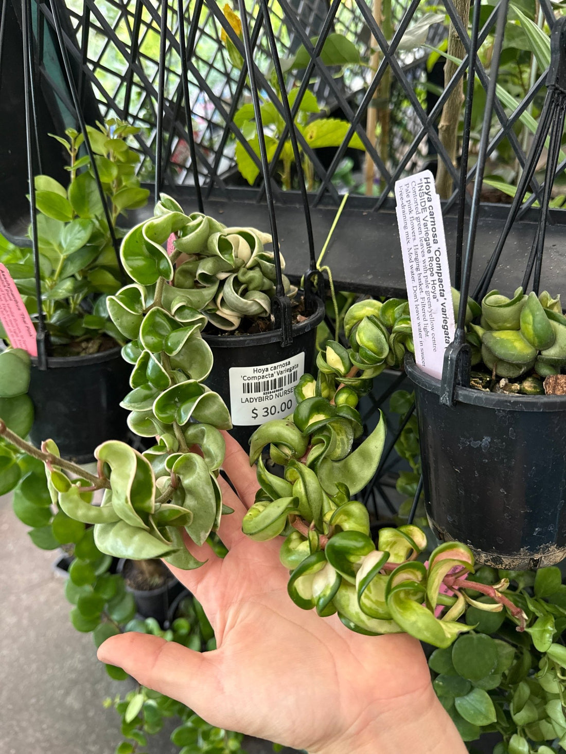 Hoya carnosa 'Compacta' Variegata - Ladybird Nursery