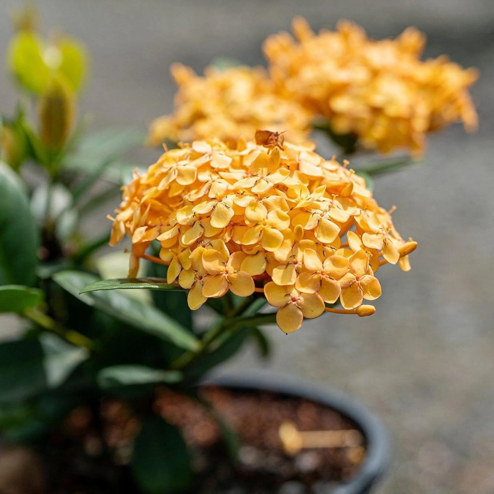 Ixora 'Gold Fire' - Ladybird Nursery