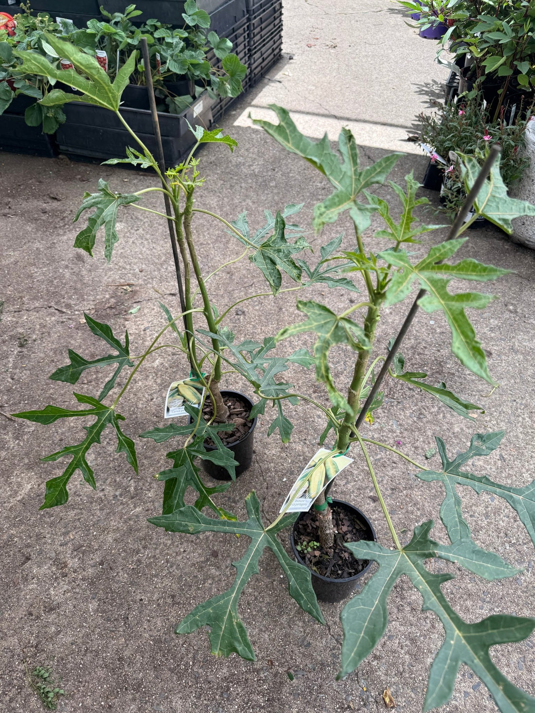 Babaco Champagne Fruit - Ladybird Nursery