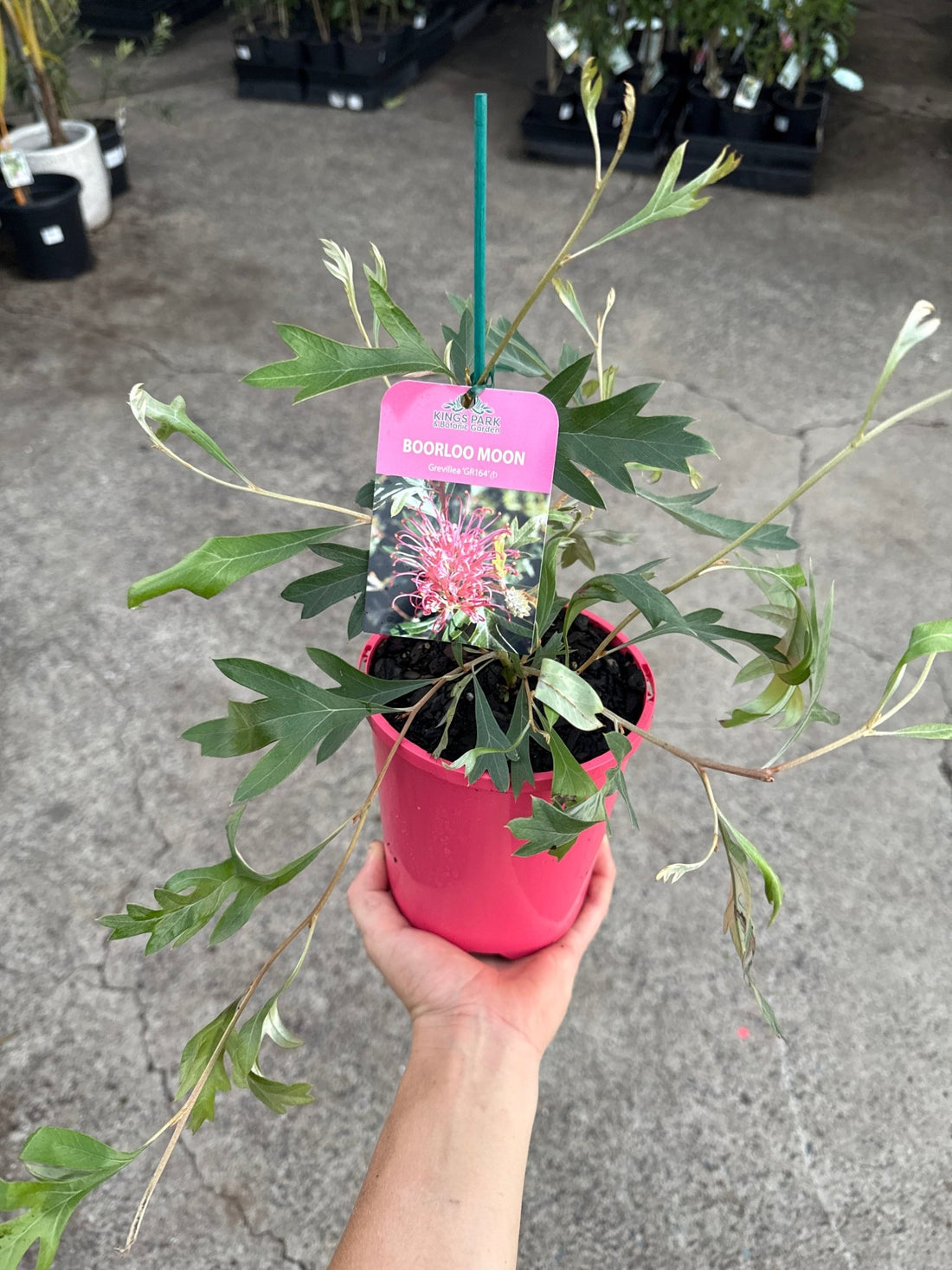 Dwarf Grevillea 'Boorloo Moon' - Ladybird Nursery