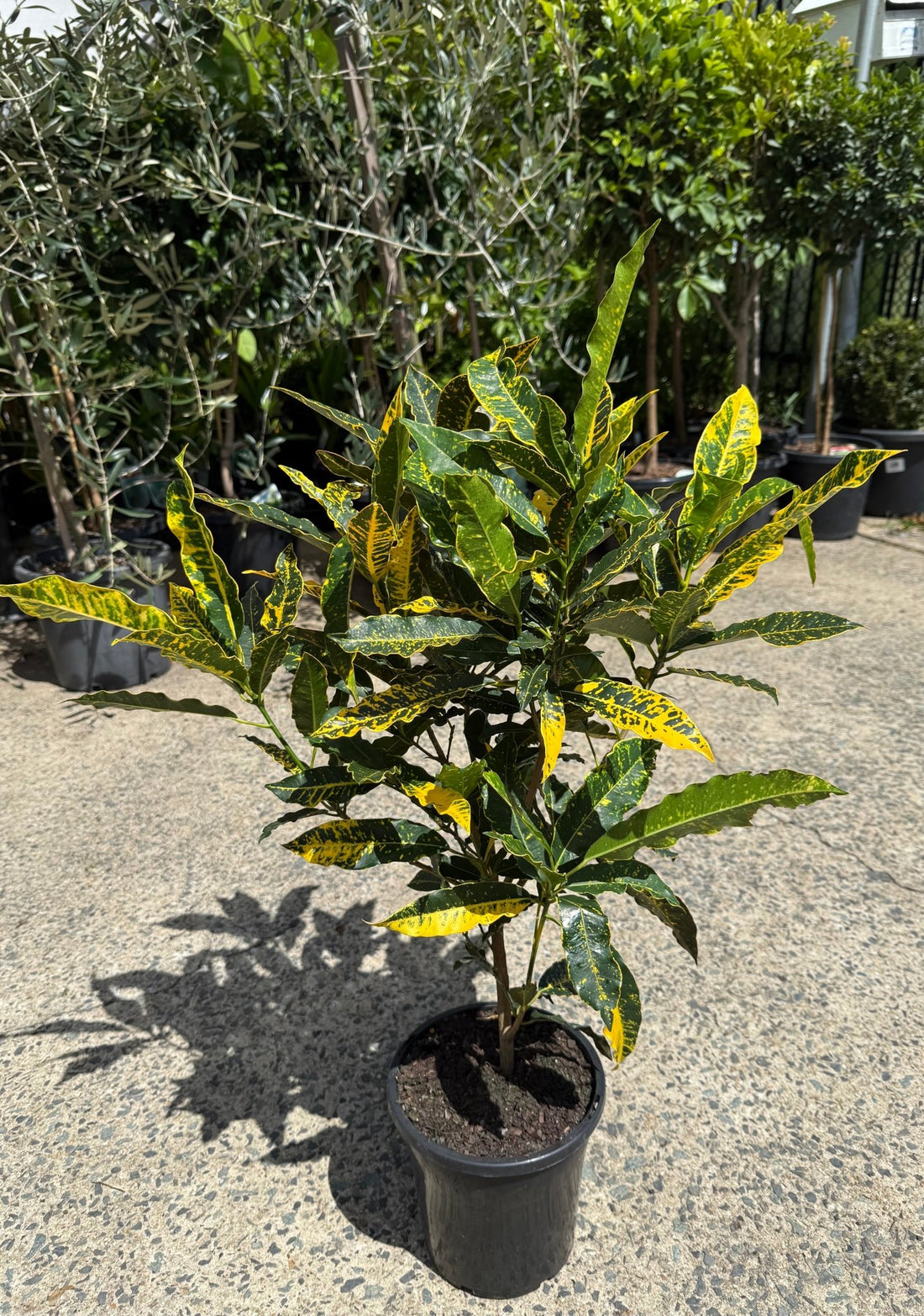 Croton 'Sunny Star' - Ladybird Nursery