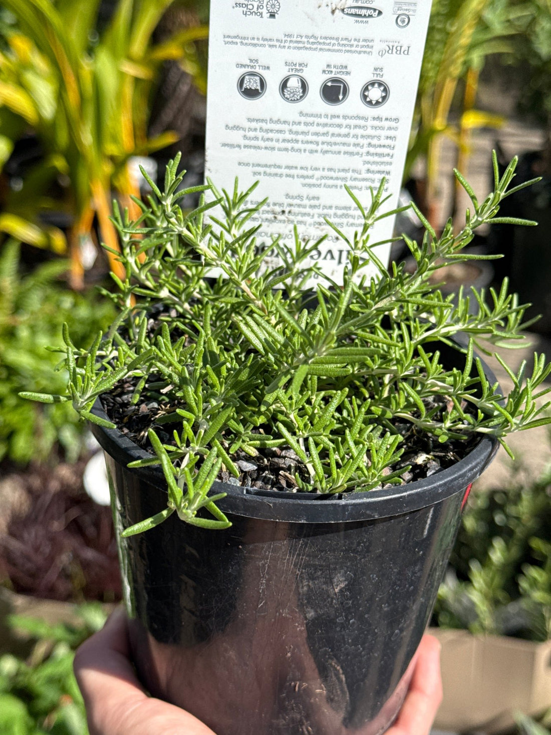 Rosemary 'Silverwood' - Ladybird Nursery