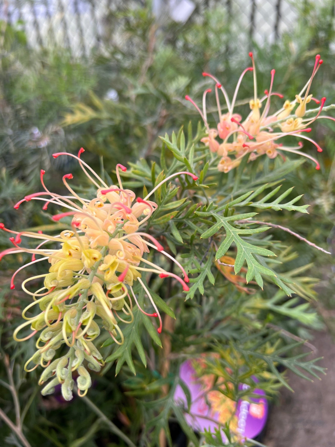 Grevillea 'Loopy Lou' - Ladybird Nursery