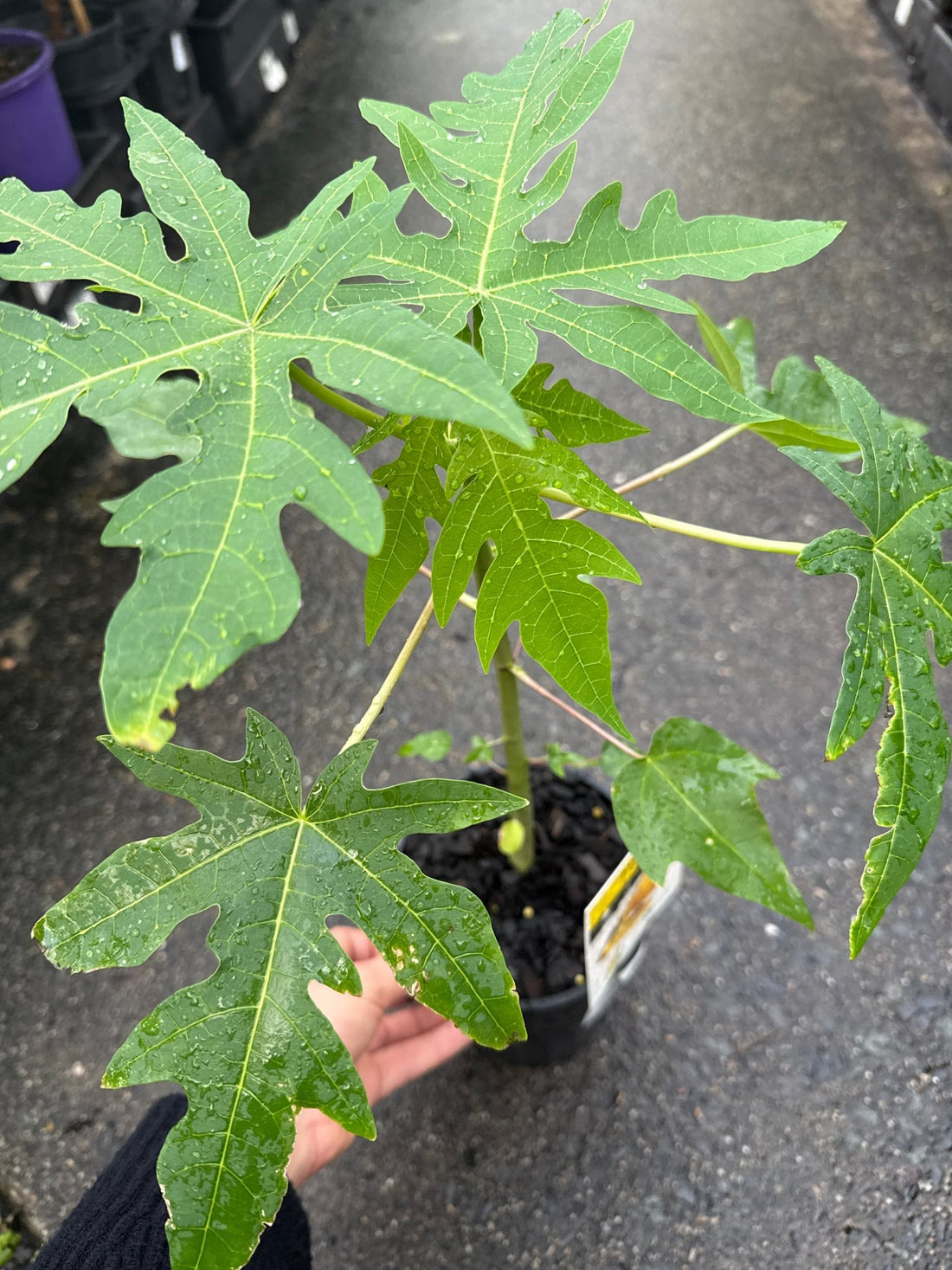 Pawpaw Bisexual 'Yellow' (QLD ONLY) - Ladybird Nursery