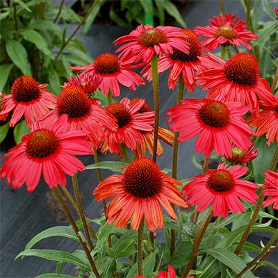 Coneflower Magic Vintage Orange (Echinacea Sun) - Ladybird Nursery