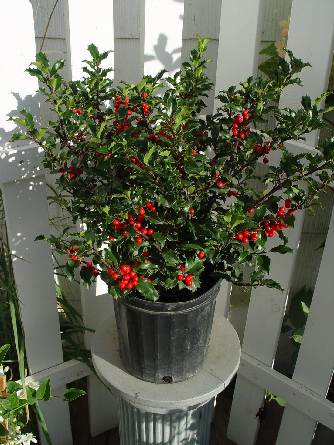 Blue Prince Holly (Ilex meserveae) - Ladybird Nursery