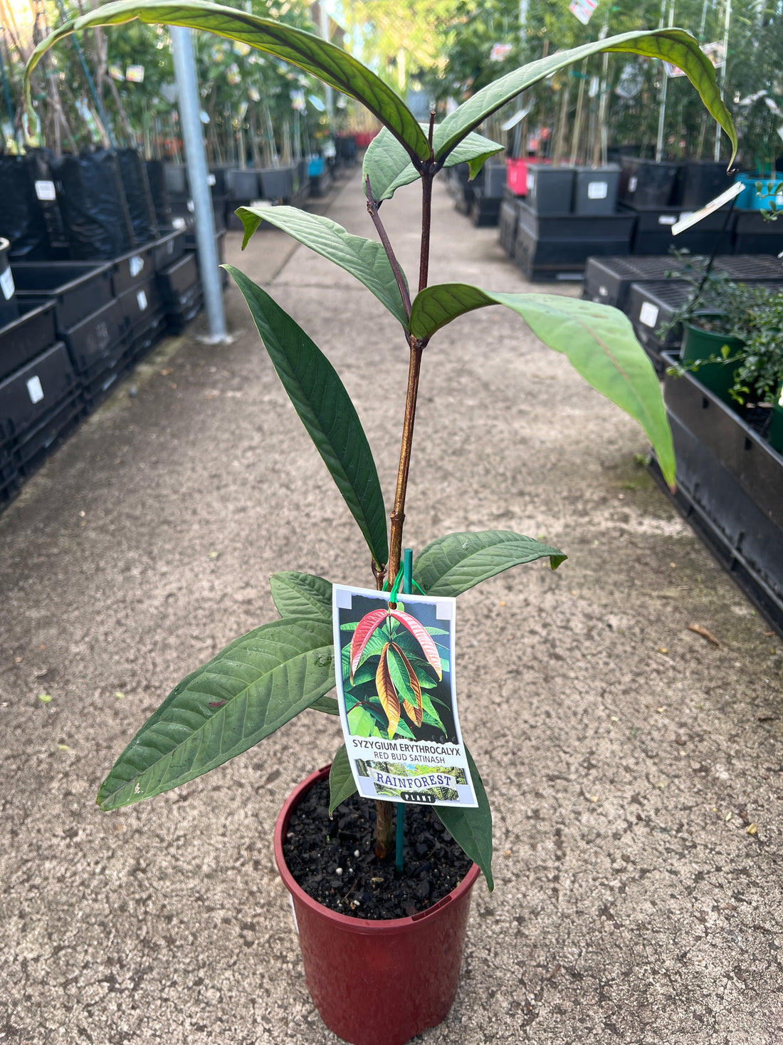 Johnstone River Satinash (Syzygium erythrocalyx)
