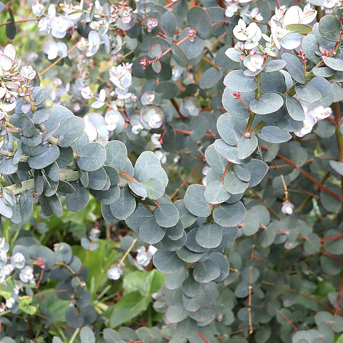 Cider Gum (Eucalyptus gunnii) - Ladybird Nursery