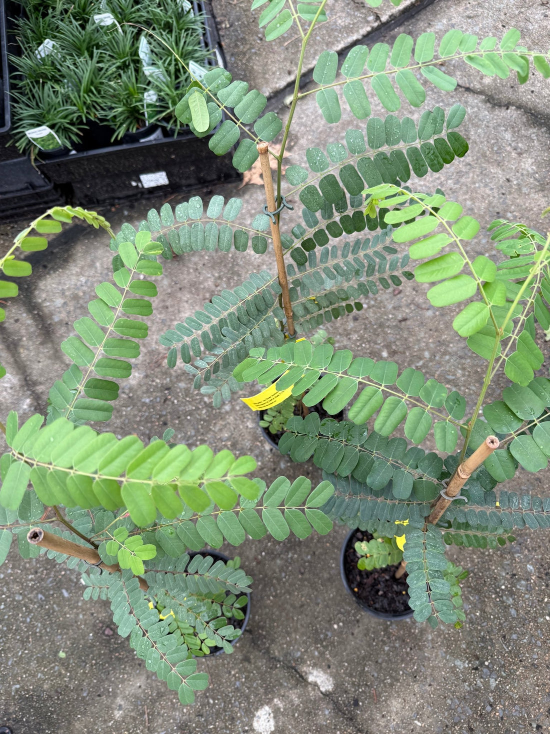 Pink Shower Tree (Cassia javanica) - Ladybird Nursery