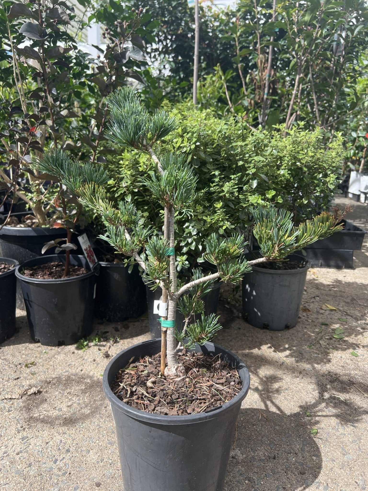 Japanese White Pine ‘Fukai’ (Pinus parviflora) - Ladybird Nursery