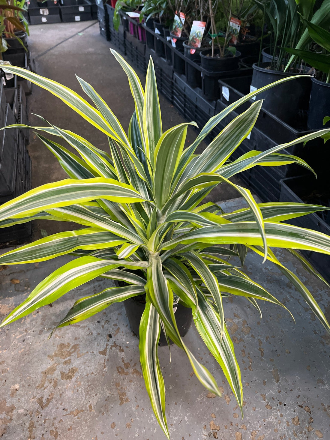 Dracaena 'Lemon Lime' Large - Ladybird Nursery