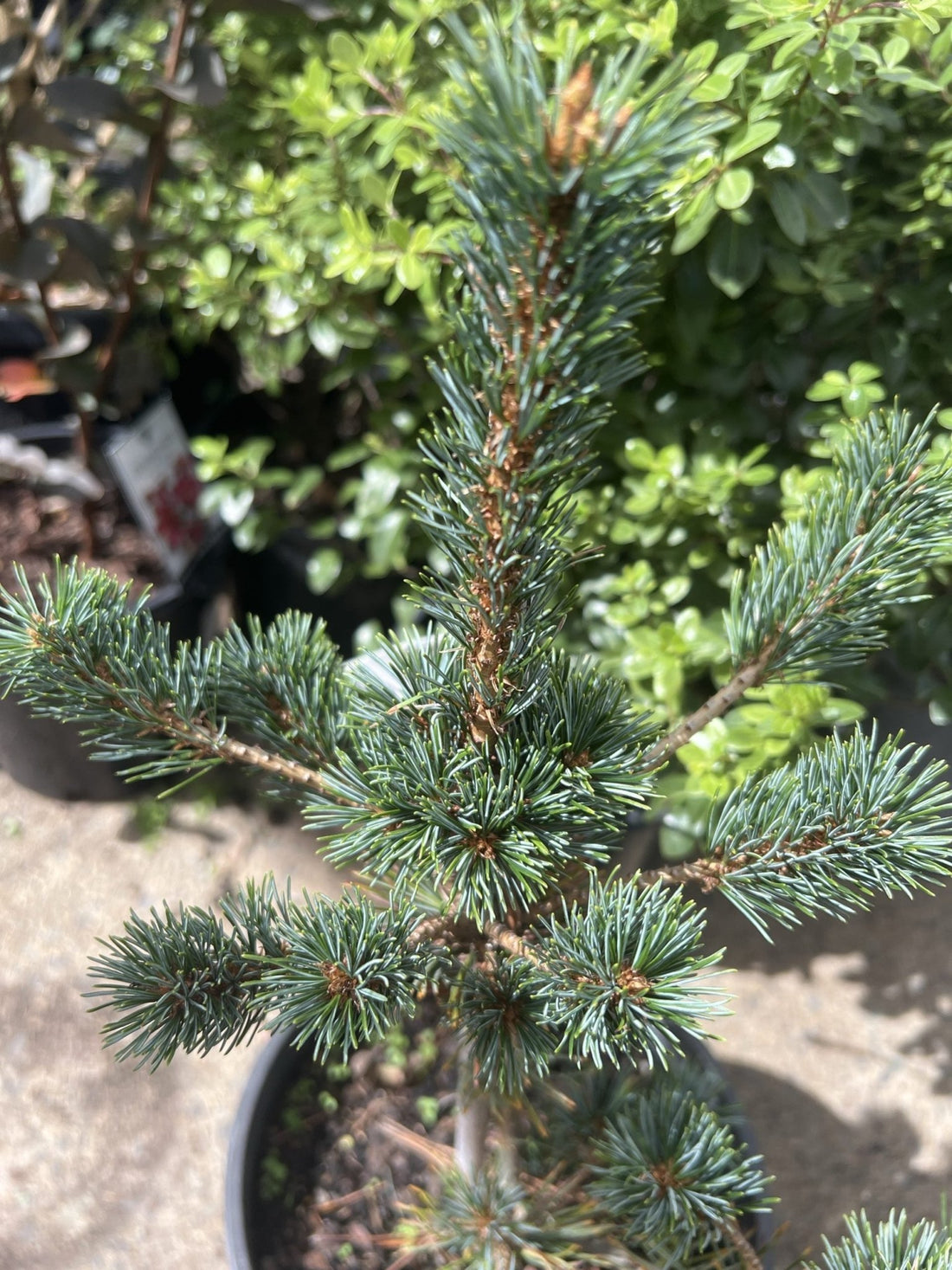 Japanese White Pine Ogon (Pinus parviflora) - Ladybird Nursery