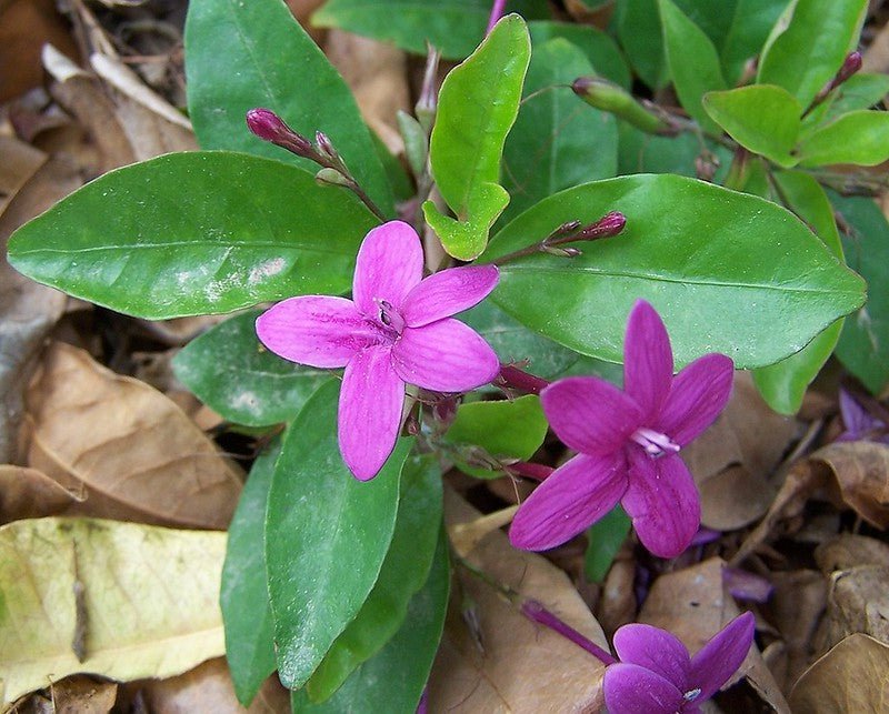 Purple Dazzler Barleria (Barleria obtusa) - Ladybird Nursery