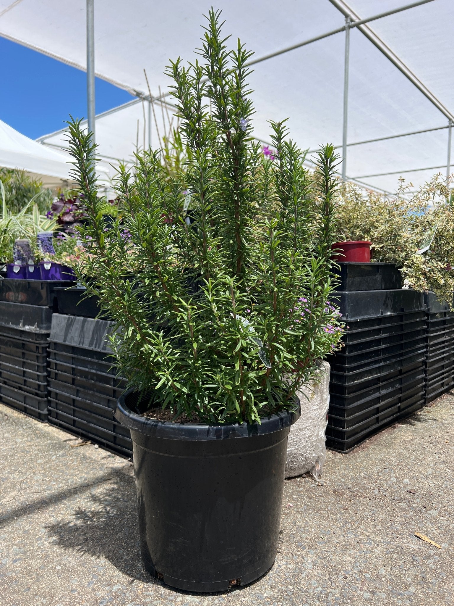 Rosemary Plant (PICK UP ONLY) – Buy Now! – Ladybird Nursery