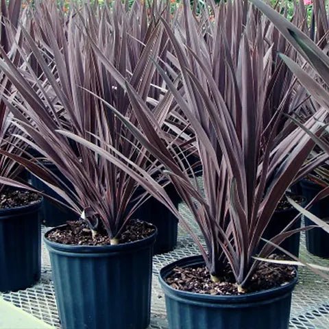 Cordyline Black Knight (Cordyline australis) - Ladybird Nursery
