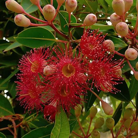 Red Flowering Gum (Corymbia ficifolia) - Ladybird Nursery