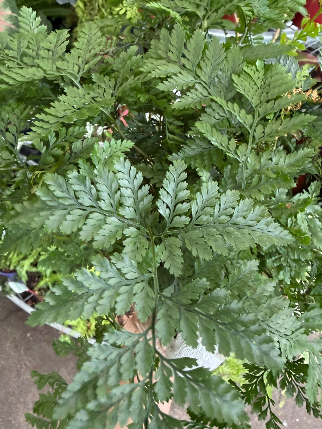 Fern in Ceramic Bunny and Log Planter - Ladybird Nursery